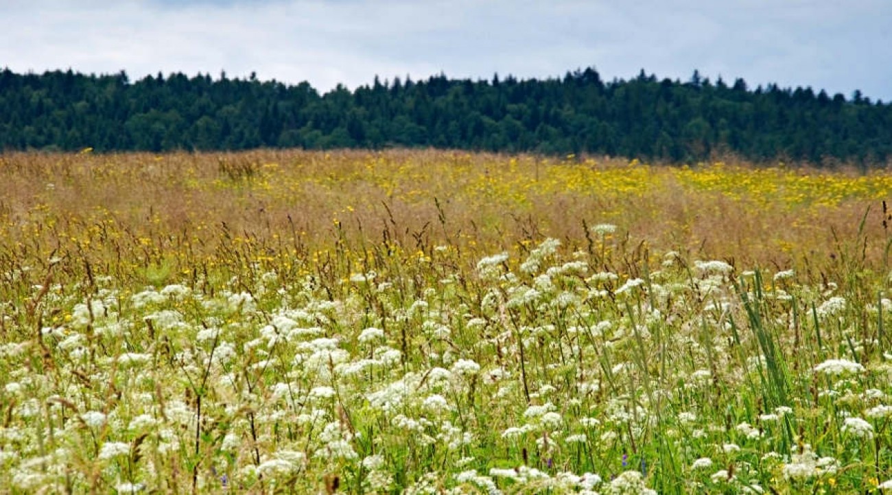 Beskid Niski © fot. Jacek Kosiba